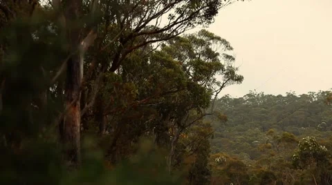 Road in the forest Vidéo 42483192