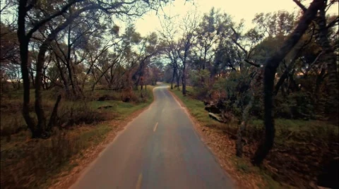 Road in the forest Vidéo 46458766