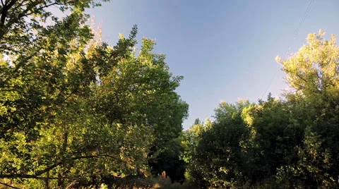 The road in the forest Stock Footage 46838431