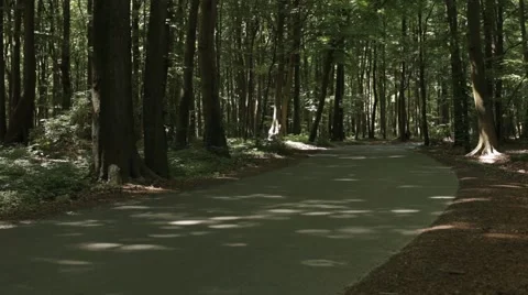 Road in Forest Stock Footage 47825647