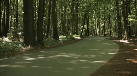 Road in Forest Stock Footage 47825669