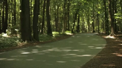 Road in Forest Stock Footage 47825733