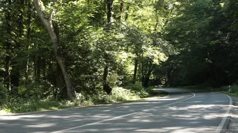 Road in Forest Stock Footage 47827060