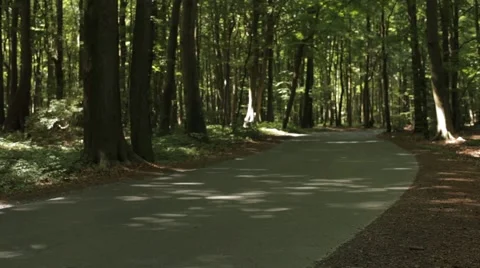 Road in Forest Stock Footage 47827133