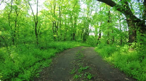 Road in forest 스톡 동영상 50799534