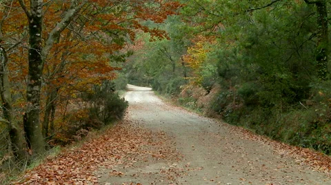 A road into a forest. Stock Footage 62472921