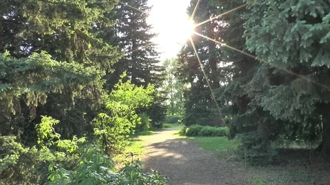 The road in the forest. Video stock 72329653