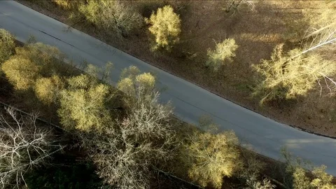 Road In Forest Stock Footage 75238959