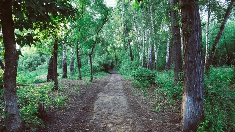 Road in the forest Stock Footage 76946537