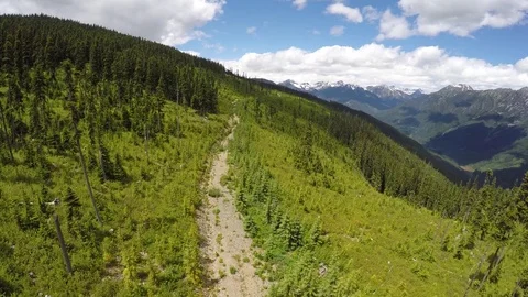 Road in Forest Vidéo 80276216