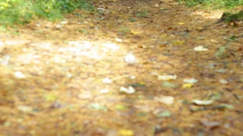 Road to the forest 库存影片 81491527