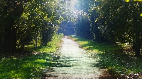 Road in the forest Stock Footage 82432751