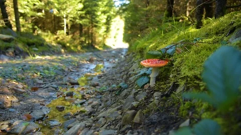 Road in the forest Stock Footage 97179143