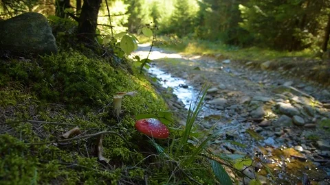 Road in the forest Stock Footage 97179162