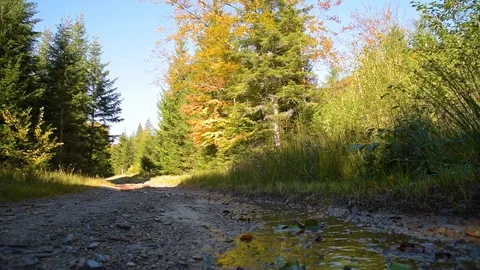 Road in the forest Stock Footage 97221228