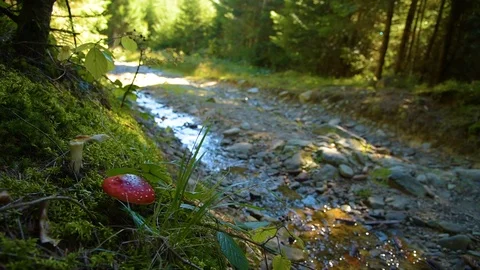 Road in the forest Stock Footage 97280632