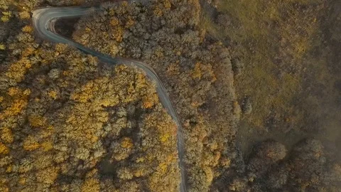 Road in the forest 스톡 동영상 99198609