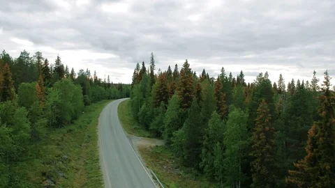 A road in the forest Stock Footage 114983042
