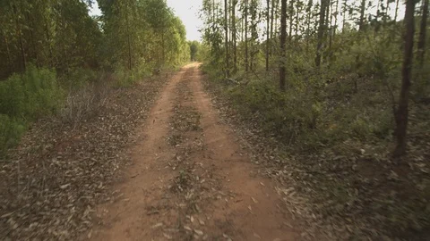 Road in the forest 스톡 동영상 127571777