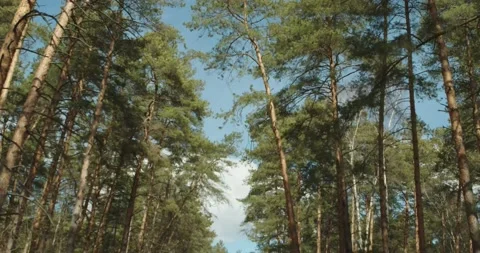 Road in forest Stock Footage 131142183