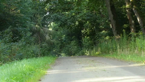 Road to the forest Video stock 148211372