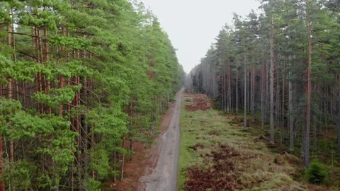 Road in the forest Stock Footage 149894494