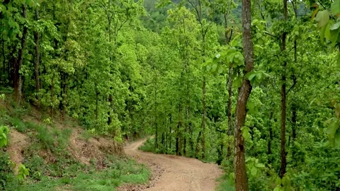 Off road in the forest Stock Footage 155368062