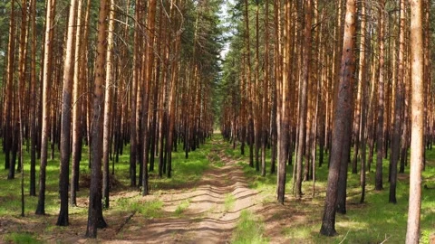 The road in the forest Stock Footage 166346017