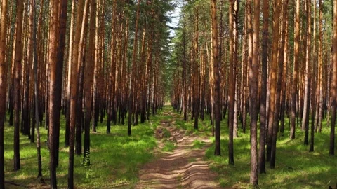 The road in the forest Stock Footage 168203084