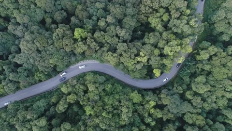 The road in the forest Stock Footage 254691763