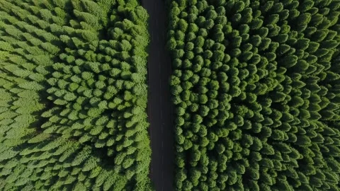 The road in the forest Stock Footage 254692557