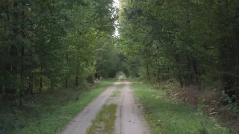 Road in forest Stock Footage 261419423