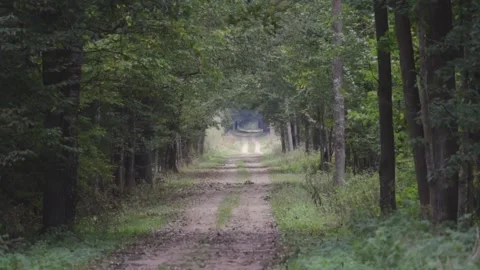 Road in forest Stock Footage 261419437