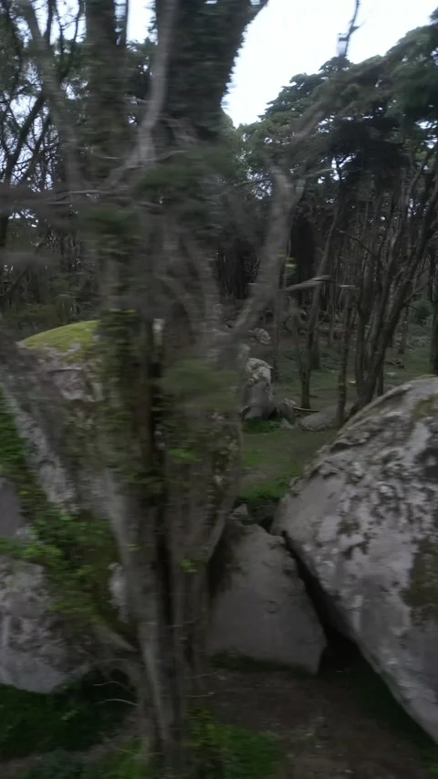 Road in the forest Stock Footage 299130329