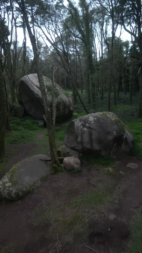 Road in the forest Stock Footage 299131343