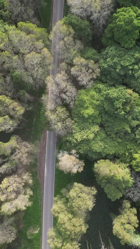 Road in the forest Stock Footage 299131929