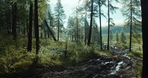 The road in the forest Stock Footage 305507977