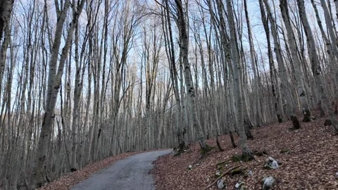 Road in the forest Stock Footage 311182717