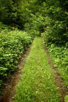 Road in the forest greenery Stock Photos