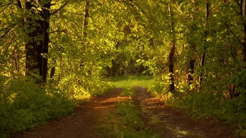 A road in the forest, illuminated by the sun Vidéo 197047230
