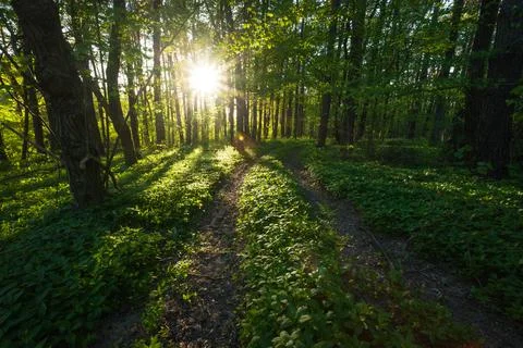 The road in the forest illuminated by the sun Stock Photos
