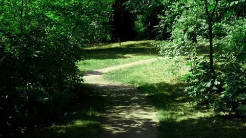 The road in the forest is illuminated by the sun's rays. Path in the park. Stock Footage 169037805