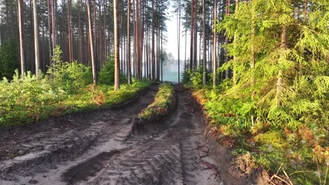 The road in forest made by logging equipment Stock Footage 322893286