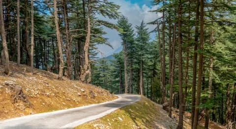 Road in forest mountains. Hard path concept. Highland Stock Photos