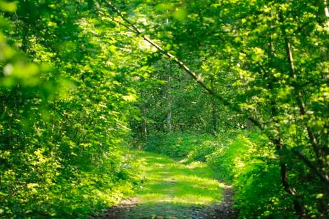 Road in forest to nowhere Stock Photos
