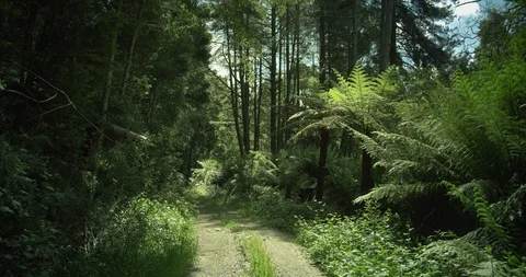 Road in forest, Otway National Park, Australia Stock Footage 123701596