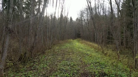 The road in the forest. Paths in the deep forest. Stock Footage 118515479