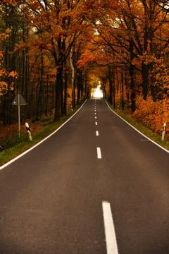 Road in forest Stock Photos
