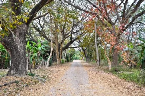 Road in the forest Stock Photos