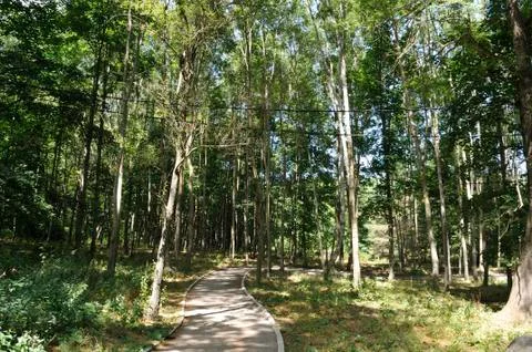 Road to the forest 写真素材